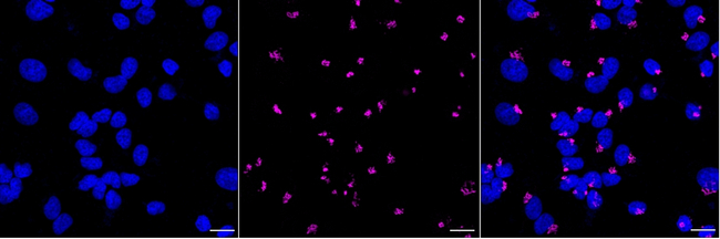 GRASP65 Antibody in Immunocytochemistry (ICC/IF)
