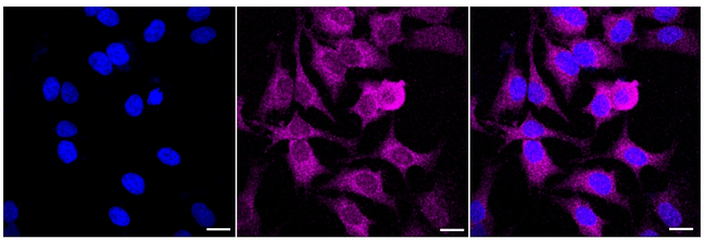 GPX1 Antibody in Immunocytochemistry (ICC/IF)