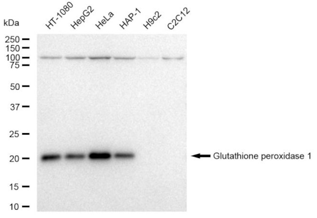 GPX1 Antibody in Western Blot (WB)