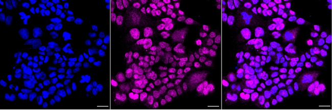 GATA2/GATA3 Antibody in Immunocytochemistry (ICC/IF)