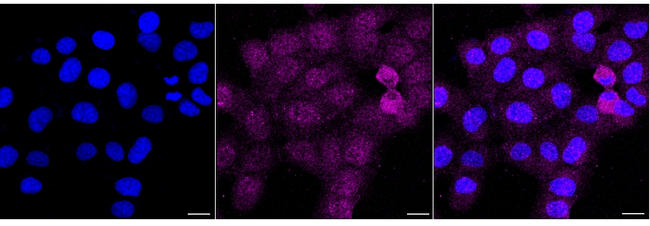 CD82 Antibody in Immunocytochemistry (ICC/IF)