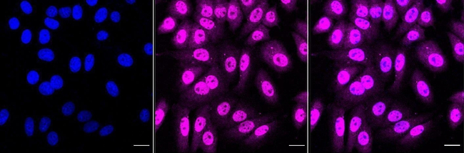 HuR Antibody in Immunocytochemistry (ICC/IF)
