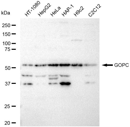 PIST Antibody in Western Blot (WB)