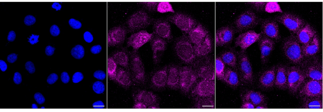 HSP105 Antibody in Immunocytochemistry (ICC/IF)