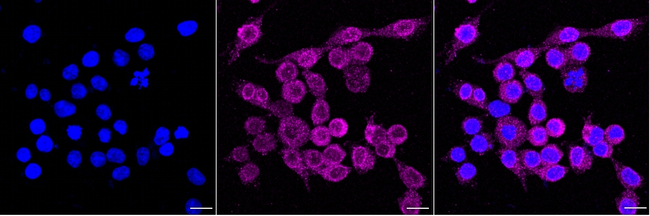 KSR1 Antibody in Immunocytochemistry (ICC/IF)