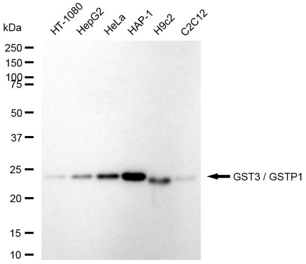GSTP1 Antibody in Western Blot (WB)