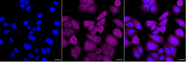 GSC Antibody in Immunocytochemistry (ICC/IF)