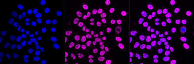 FDPS Antibody in Immunocytochemistry (ICC/IF)