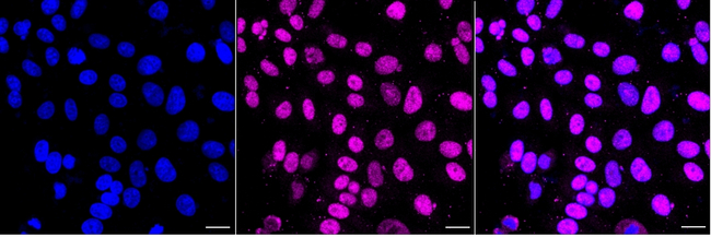 DGCR8 Antibody in Immunocytochemistry (ICC/IF)