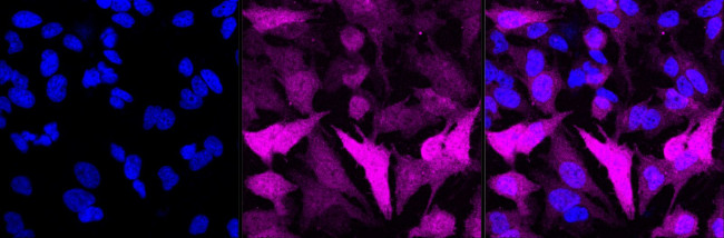 DNAJC12 Antibody in Immunocytochemistry (ICC/IF)