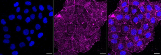 GNB2 Antibody in Immunocytochemistry (ICC/IF)