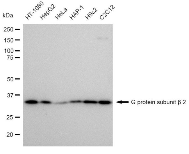 GNB2 Antibody in Western Blot (WB)