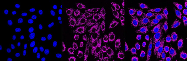 GRSF1 Antibody in Immunocytochemistry (ICC/IF)