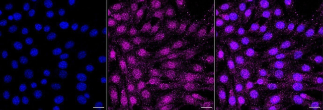 Phospho-AKT1 (Ser129) Antibody in Immunocytochemistry (ICC/IF)