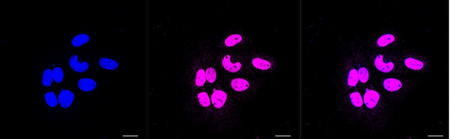 EHMT2 Antibody in Immunocytochemistry (ICC/IF)