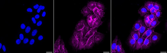 Flotillin 1 Antibody in Immunocytochemistry (ICC/IF)