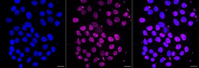 EHMT2 Antibody in Immunocytochemistry (ICC/IF)