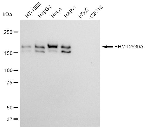 EHMT2 Antibody in Western Blot (WB)