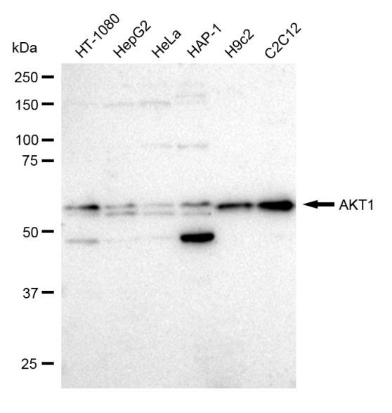 AKT1 Antibody in Western Blot (WB)