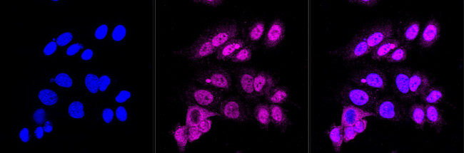 HIF-1 beta Antibody in Immunocytochemistry (ICC/IF)