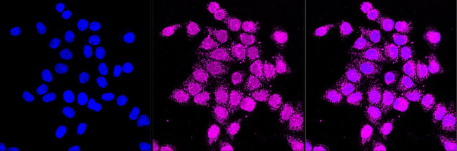 GSS Antibody in Immunocytochemistry (ICC/IF)