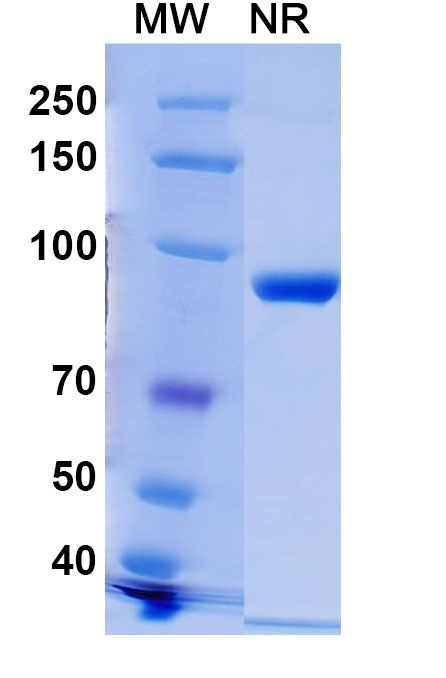 Phospho-gamma-H2AX (Ser139) Antibody in SDS-PAGE (SDS-PAGE)
