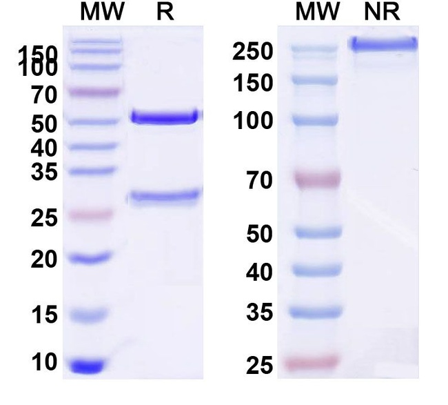 Atrosimab Humanized Antibody in SDS-PAGE (SDS-PAGE)