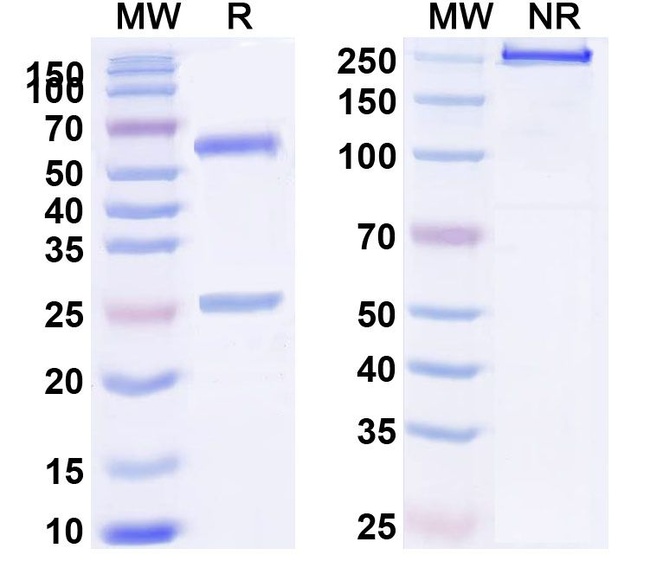 BHQ880 Humanized Antibody in SDS-PAGE (SDS-PAGE)