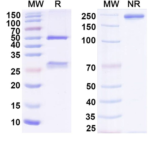 BMS-936559/MDX-1105 Humanized Antibody in SDS-PAGE (SDS-PAGE)