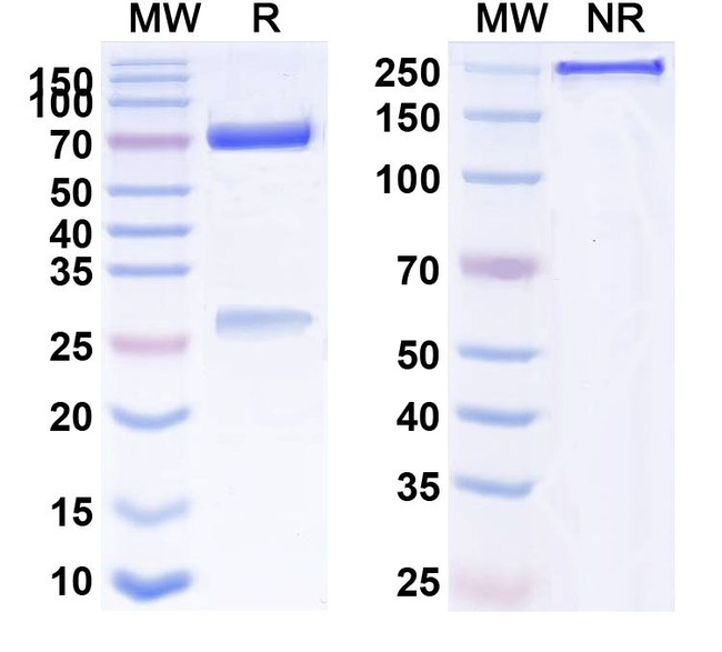 Dazukibart Humanized Antibody in SDS-PAGE (SDS-PAGE)