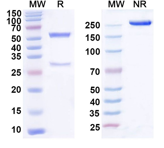 Domvanalimab Humanized Antibody in SDS-PAGE (SDS-PAGE)