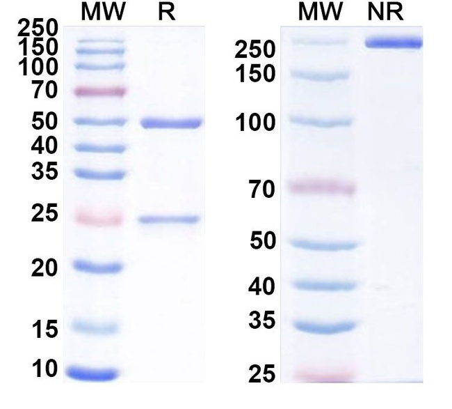 Eblasakimab Humanized Antibody in SDS-PAGE (SDS-PAGE)
