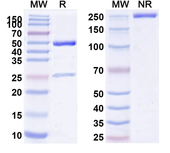 SSEA1 (CD15) (Fanolesomab Biosimilar) Antibody in SDS-PAGE (SDS-PAGE)