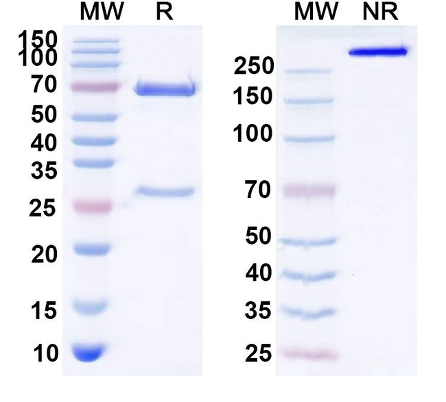 Idactamab Humanized Antibody in SDS-PAGE (SDS-PAGE)