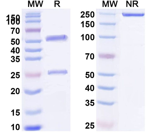 Itepekimab Humanized Antibody in SDS-PAGE (SDS-PAGE)