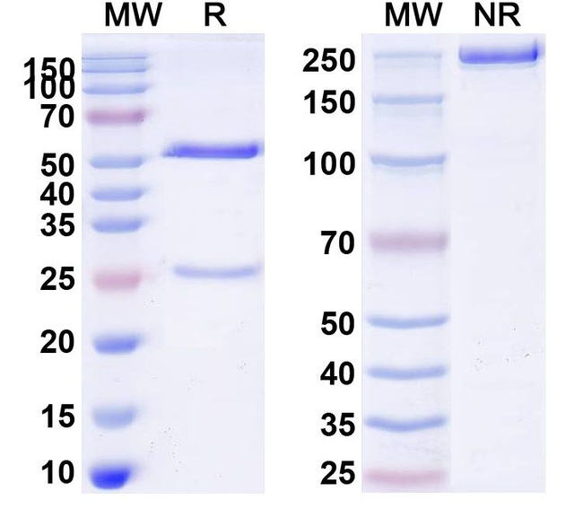 CD37 (Ivicentamab Biosimilar) Antibody in SDS-PAGE (SDS-PAGE)