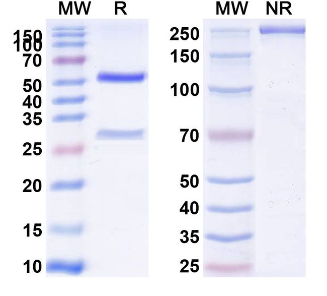 GIPR (Maridebart Biosimilar) Antibody in SDS-PAGE (SDS-PAGE)