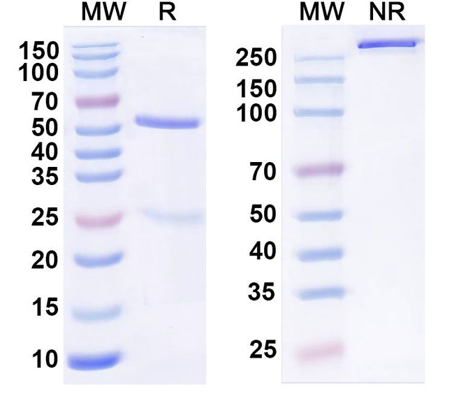 MK-3655 Humanized Antibody in SDS-PAGE (SDS-PAGE)