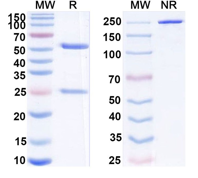 PD-1 (CD279) (Peresolimab Biosimilar) Antibody in SDS-PAGE (SDS-PAGE)