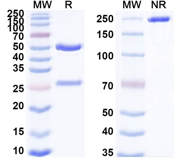 Raludotatug Humanized Antibody in SDS-PAGE (SDS-PAGE)