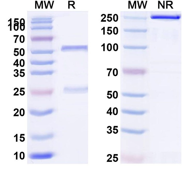 DKK1 (Sirexatamab Biosimilar) Antibody in SDS-PAGE (SDS-PAGE)