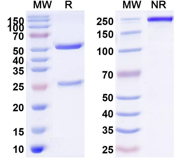 IL-33 (Torudokimab Biosimilar) Antibody in SDS-PAGE (SDS-PAGE)