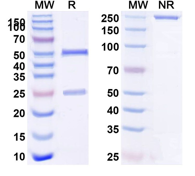 Tozorakimab Humanized Antibody in SDS-PAGE (SDS-PAGE)