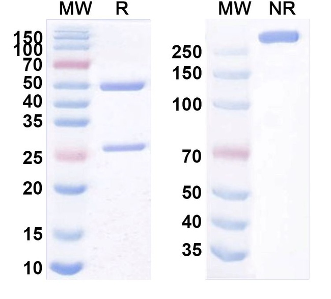 TSLP Receptor (Verekitug Biosimilar) Antibody in SDS-PAGE (SDS-PAGE)