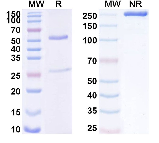 Human IgG1 (D265A) kappa Isotype Control in SDS-PAGE (SDS-PAGE)