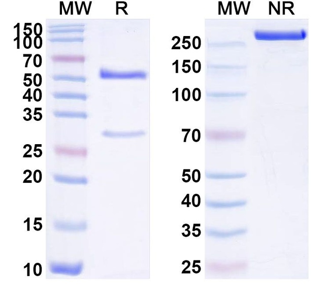Human IgG1 (K214R, N297A) kappa Isotype Control in SDS-PAGE (SDS-PAGE)