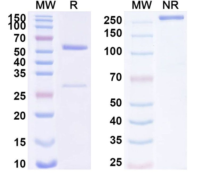 Human IgG1 (L234A , L235A) kappa Isotype Control in SDS-PAGE (SDS-PAGE)