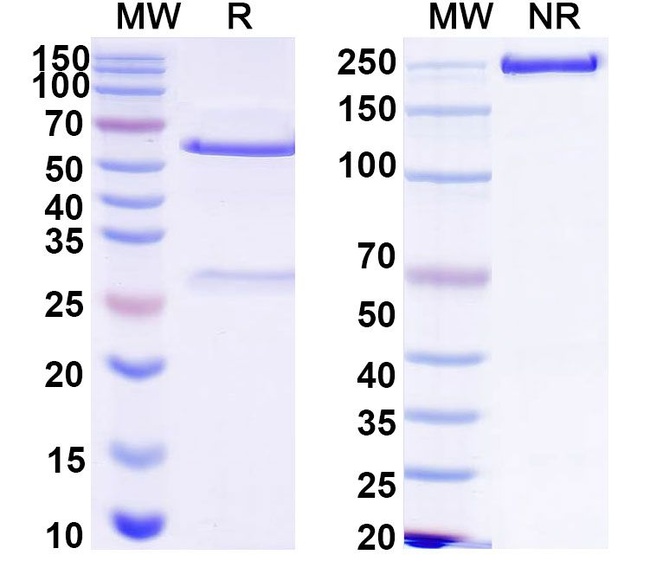 Human IgG1 LALAPG Isotype Control in SDS-PAGE (SDS-PAGE)