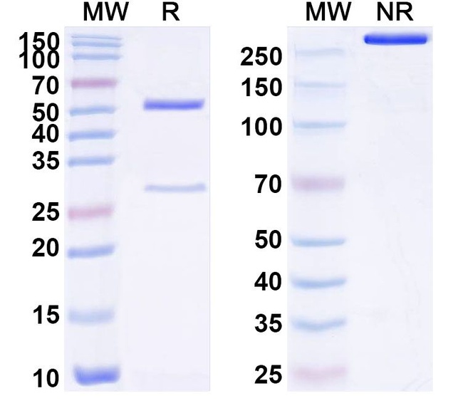 Human IgG1 (N297Q) kappa Isotype Control in SDS-PAGE (SDS-PAGE)
