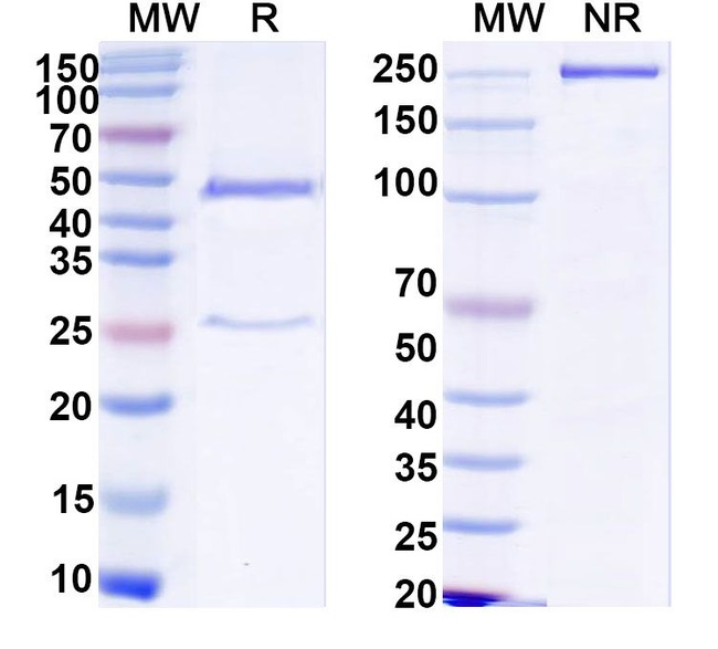 Human IgG1 (C-terminal Avitag) Isotype Control in SDS-PAGE (SDS-PAGE)